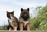 CHAT ET LAEKENOIS 017